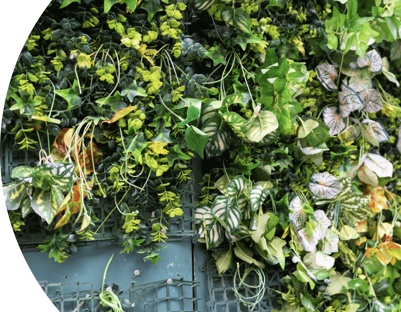 AfroTech Insider Hero Plants