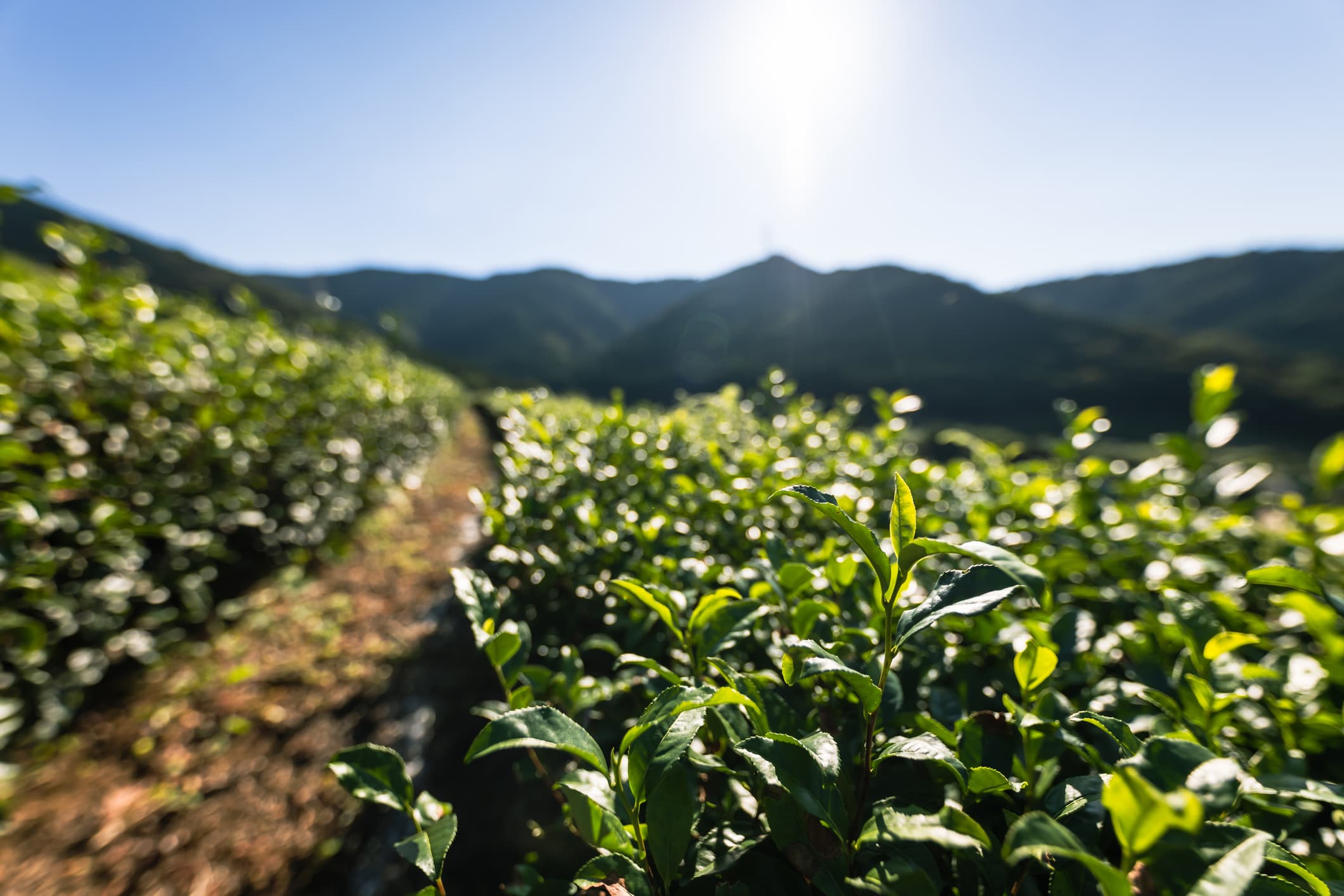 Fourth-Generation Farmer Patrick Brown Purchases The Land Where His Great-Grandfather Was Once Enslaved Fourth-Generation Farmer Patrick Brown Purchases The Land Where His Great-Grandfather Was Once Enslaved