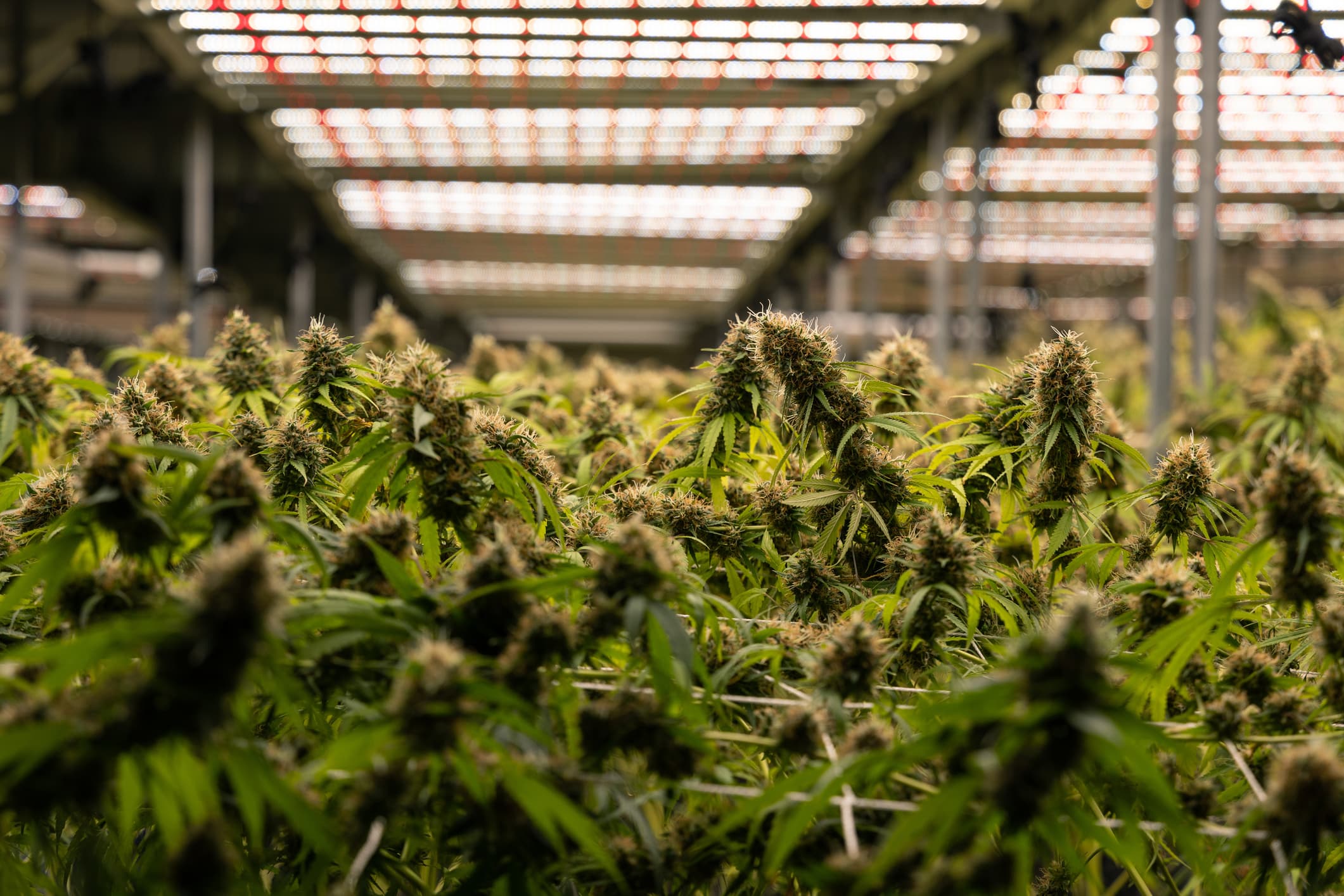 Meet The Founder Of The First Vertically Integrated Cannabis Company Majority-Owned By A Black And Latina American In The US Meet The Founder Of The First Vertically Integrated Cannabis Company Majority-Owned By A Black And Latina American In The US